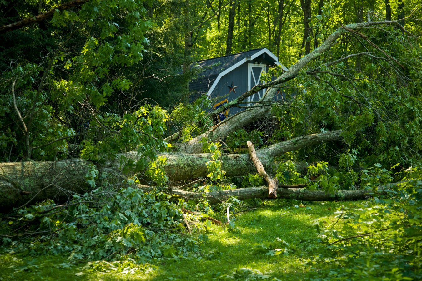 Emergency tree service in Perris, CA